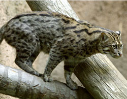 Fishing Cat